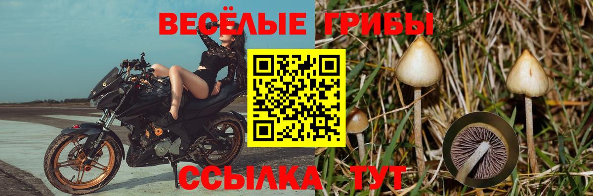 Чапаевск  Псилоцибиновые грибы Psilocybine cubensis  наркота  Вход с VPN  Псилоцибиновые грибы Cubensis 